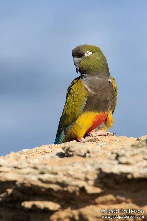Burrowing Parakeet, Necochea, Argentina